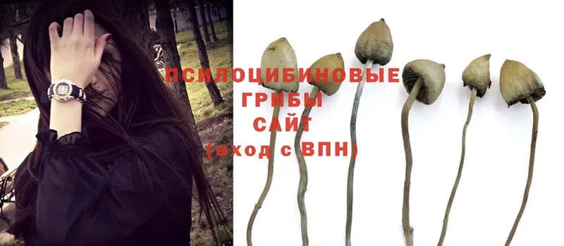 Псилоцибиновые грибы Psilocybine cubensis  Полысаево 